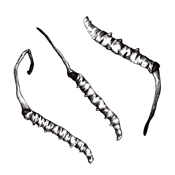 Cordyceps