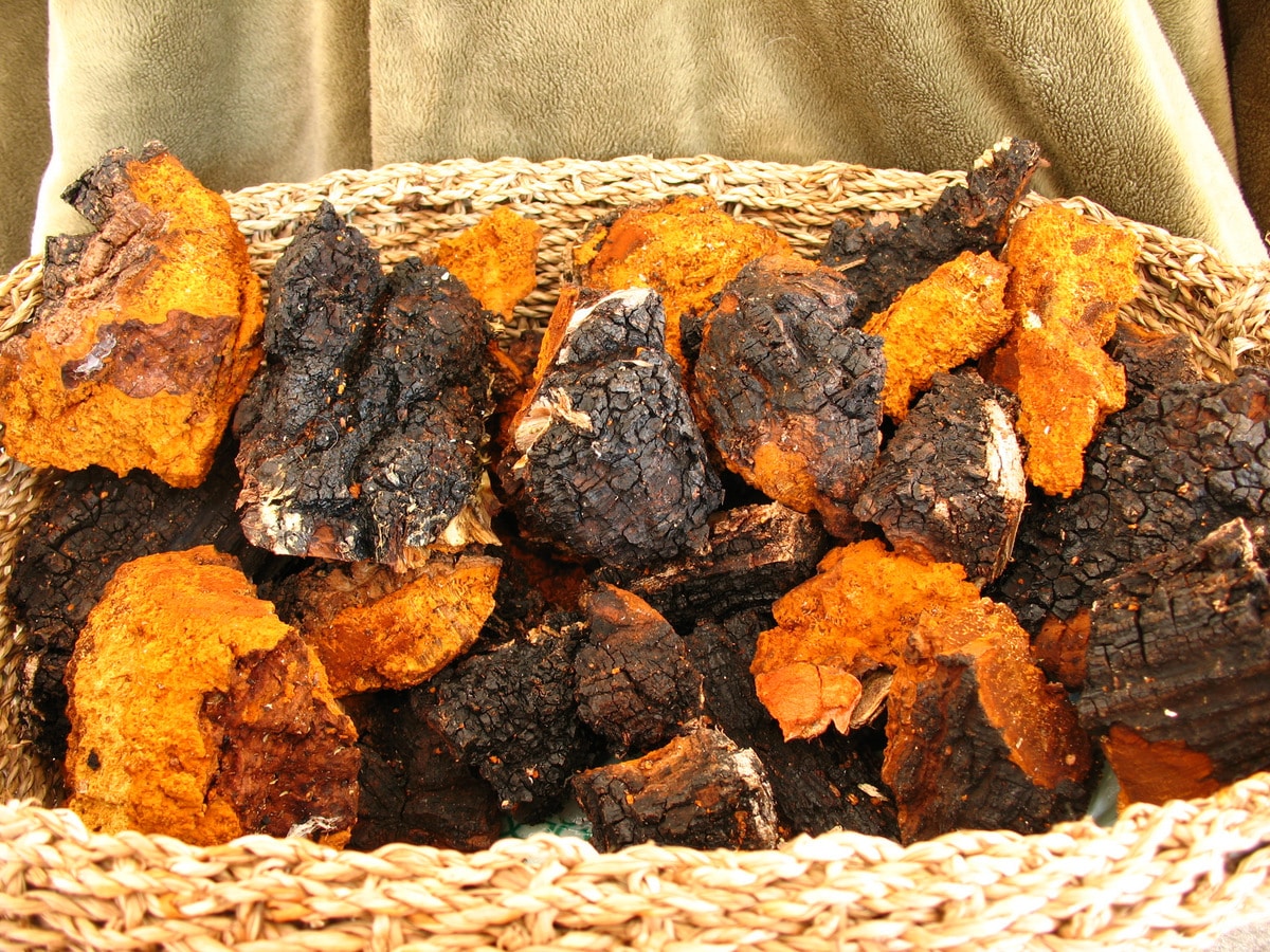 Harvested Chaga Flickr by natureluvr01.jpg
